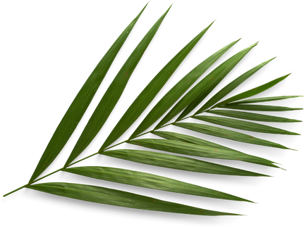 a palm leaf is shown on a white background